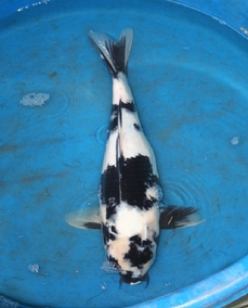 Koi Pond